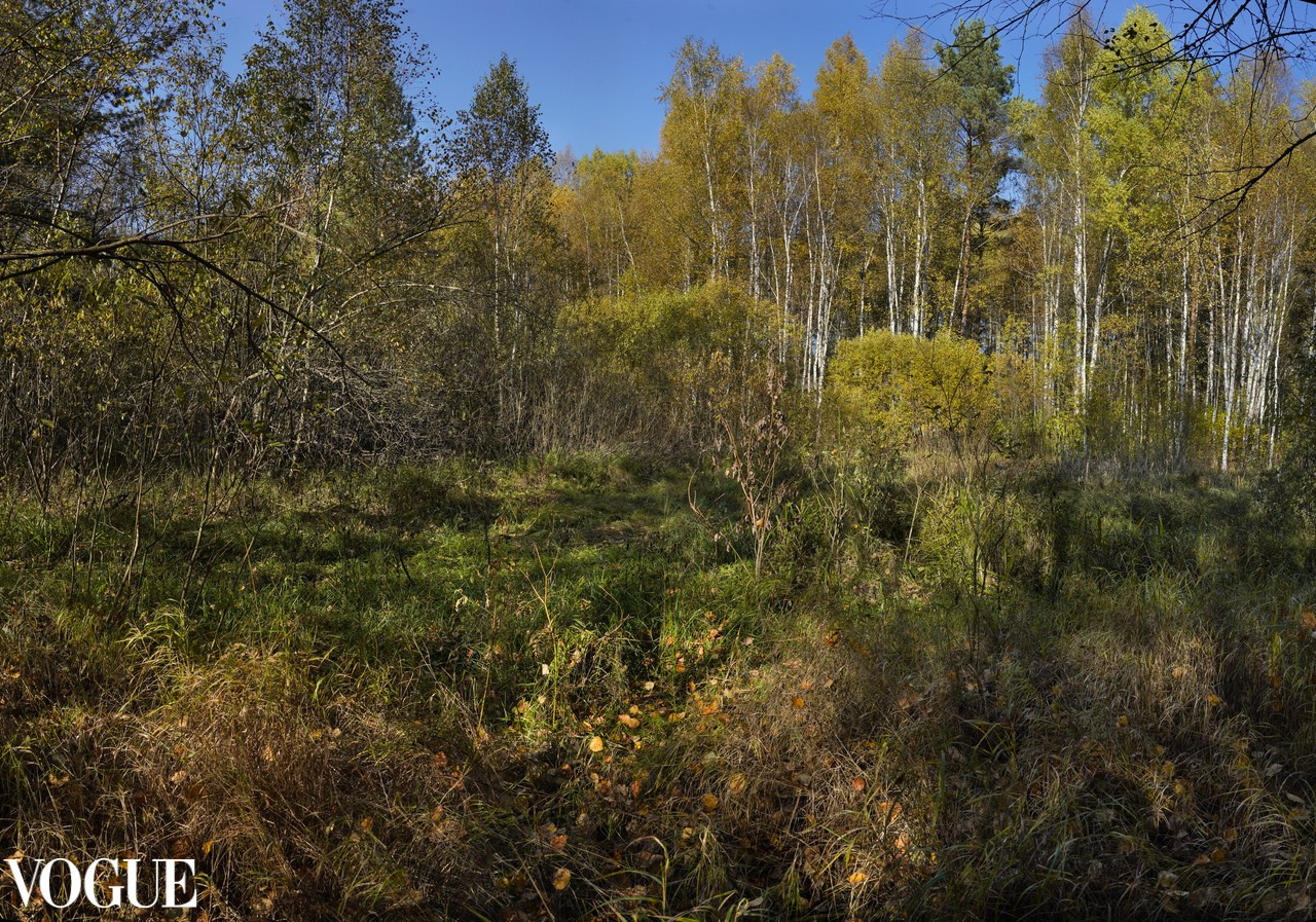 Сказка подмосковного леса. Суть фотографии в стиле изобразительного искусства