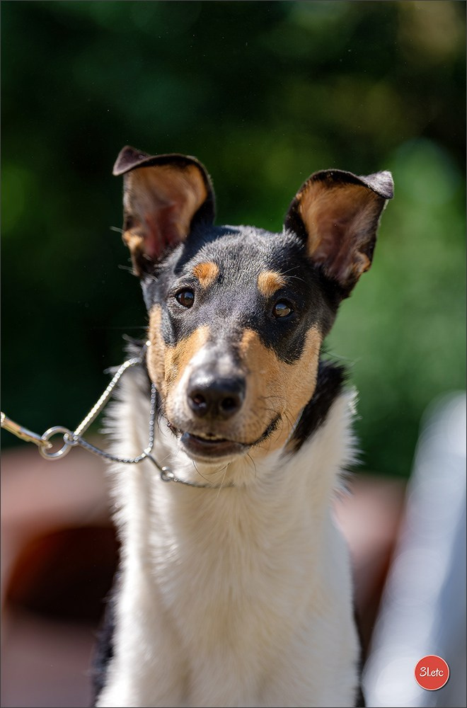 Dog Show - Hallbergmoos 🇩🇪 11-12/07/2026
