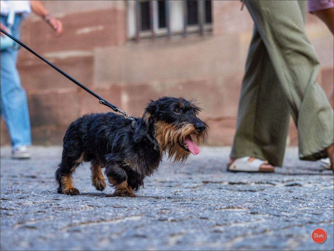 Teckels Parade Strasbourgeoise  Vous pouvez voir le galerie de photos. Photographe à Strasbourg | Portraits, Studio, Enfants, Événements
