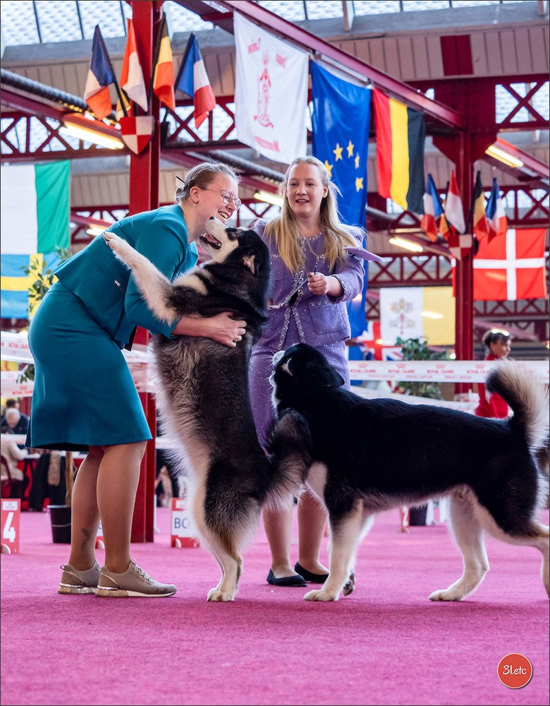 À l'exposition de Mouscron 🇧🇪 #dogshow #dogsphotography #expocanine #photopets #pets #dogs #aminalier #animals #mouscron #mouscron2025. Photographe à Strasbourg | Portraits, Studio, Enfants, Événements