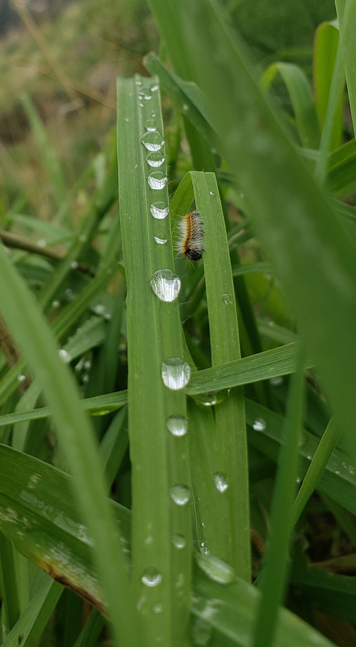 Реконструкционный поход гора Гильбоа. КРиС «Нортман»