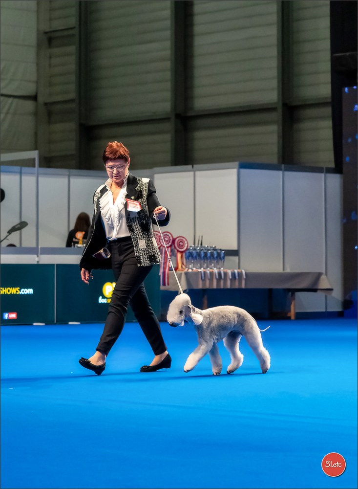 🇨🇭 Geneva Dog Show 15-17/11/2024. Photographe à Strasbourg | Portraits, Studio, Enfants, Événements