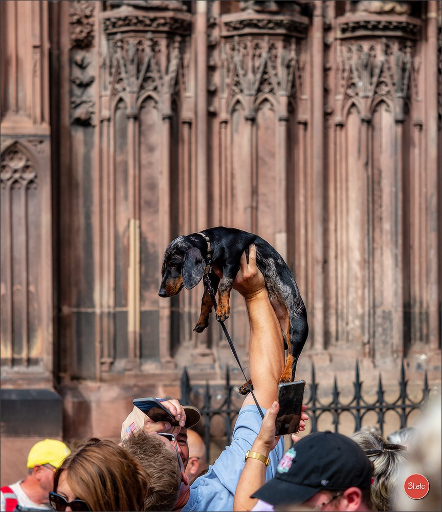 Teckels Parade Strasbourgeoise  Vous pouvez voir le galerie de photos. Photographe à Strasbourg | Portraits, Studio, Enfants, Événements