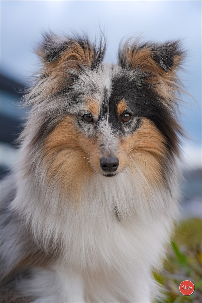 🇱🇺 LUXEMBOURG 🇱🇺 International Dog Show 4-5/04/2026. Photographe à Strasbourg | Portraits, Studio, Enfants, Événements