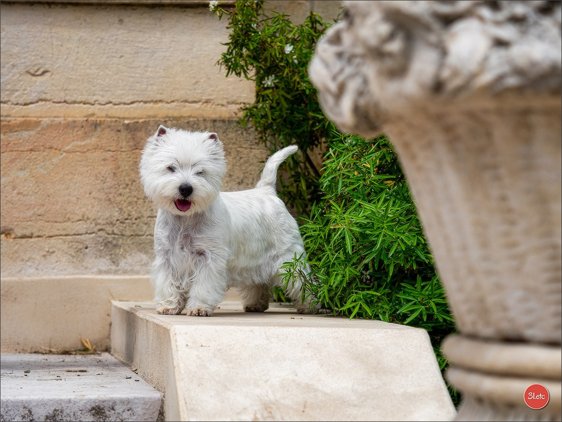 Championnat de France du chien de race  🇫🇷  DIJON (château de Brognon) 7-8/06/2025. Photographe à Strasbourg | Portraits, Studio, Enfants, Événements