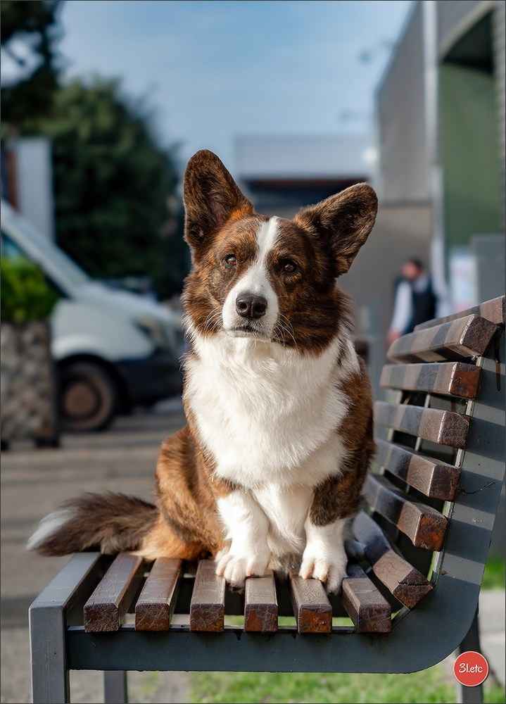 PDS  🇫🇷  Paris Dog Show  🇫🇷  Expo canine  10-11/01/2026. Photographe à Strasbourg | Portraits, Studio, Enfants, Événements