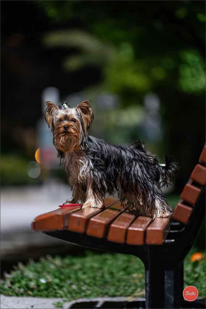 Expo canine 🇲🇨 Monaco 9-10/05/2026. Photographe à Strasbourg | Les animaux, Portraits, Studio, Événements