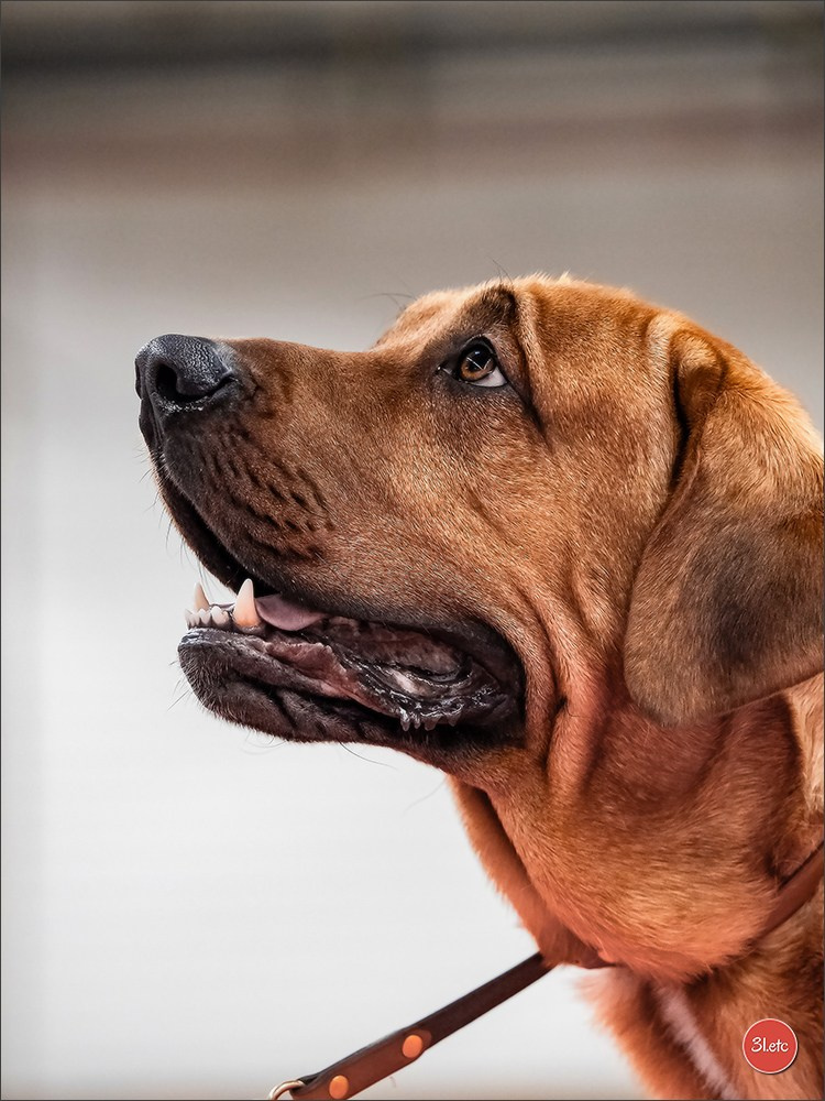 PDS  🇫🇷  Paris Dog Show  🇫🇷  Expo canine  10-11/01/2026. Photographe à Strasbourg | Portraits, Studio, Enfants, Événements