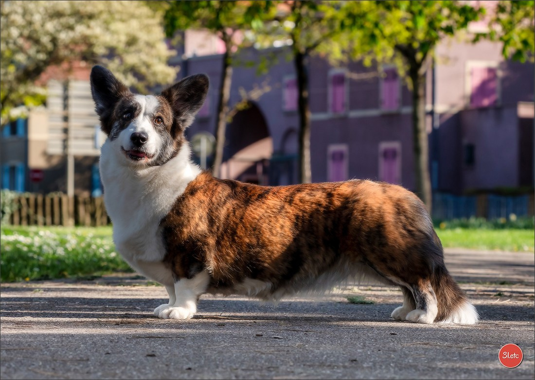 Expo canine   🇫🇷   Mulhouse 5-6/04/2025. Photographe à Strasbourg | Portraits, Studio, Enfants, Événements
