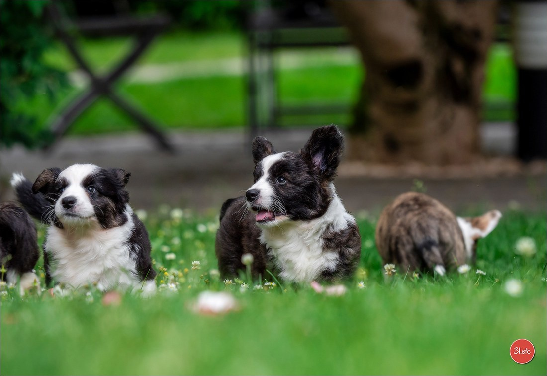 Puppies 03/06/2025. Photographe à Strasbourg | Portraits, Studio, Enfants, Événements