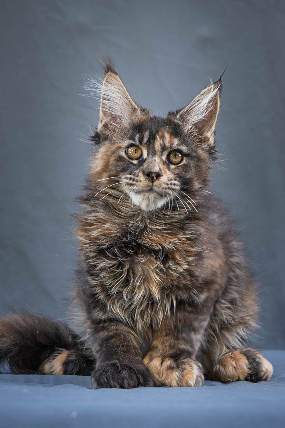 Senator Yara. Senator Cat — Maine Coon cattery