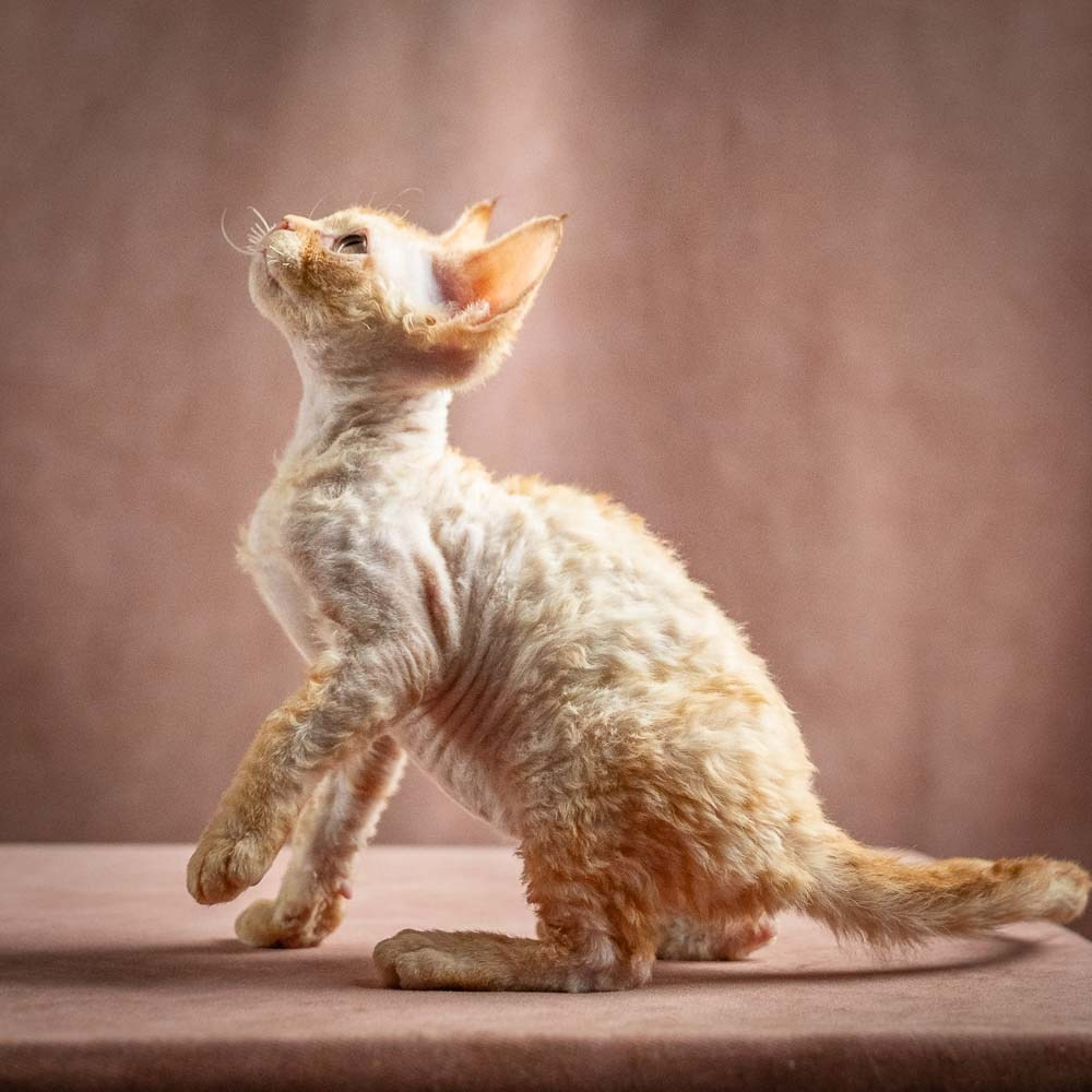 Piper, girl, born 02.11.26. Devon Rex Pixie Cattery