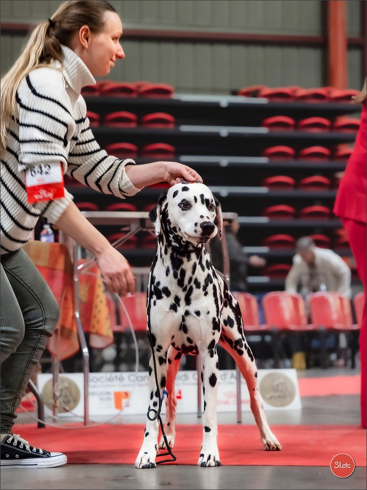 Expo canine 🇫🇷 Martigues  19-20/04/2025. Photographe à Strasbourg | Portraits, Studio, Enfants, Événements