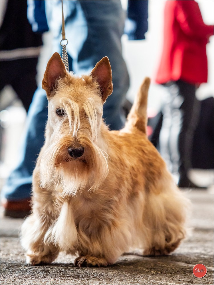 🇨🇭 Geneva Dog Show 15-17/11/2024. Photographe à Strasbourg | Portraits, Studio, Enfants, Événements
