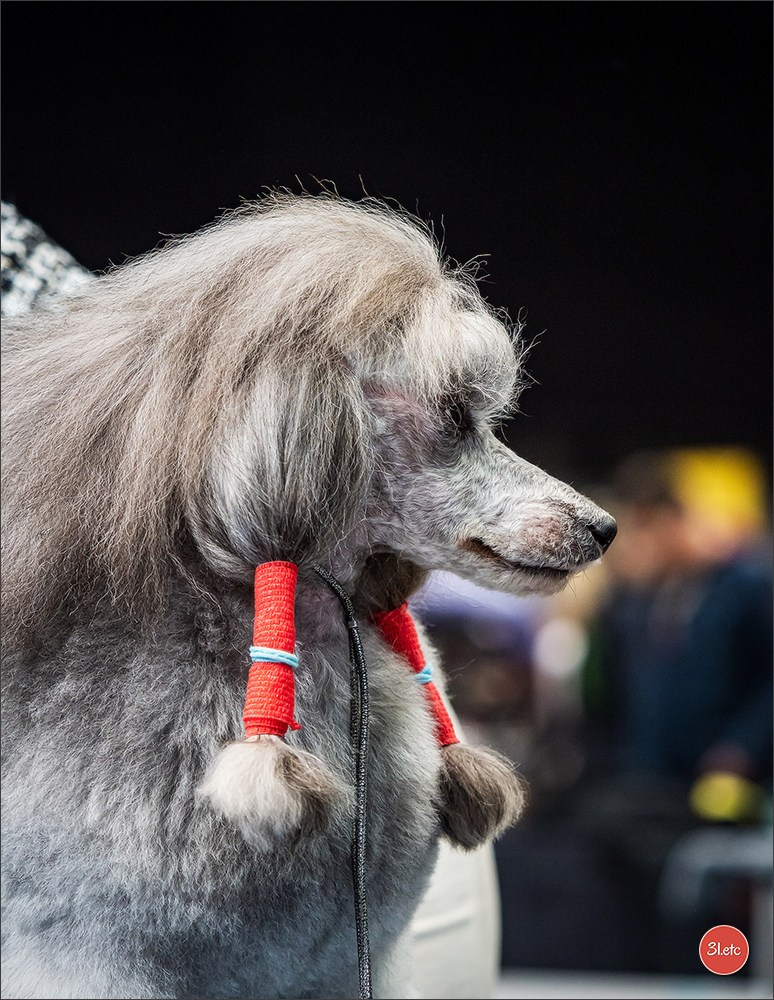 🇩🇪 Offenburg  International Dogshow 09-10.03.24 🇩🇪. Photographe à Strasbourg | Portraits, Studio, Enfants, Événements