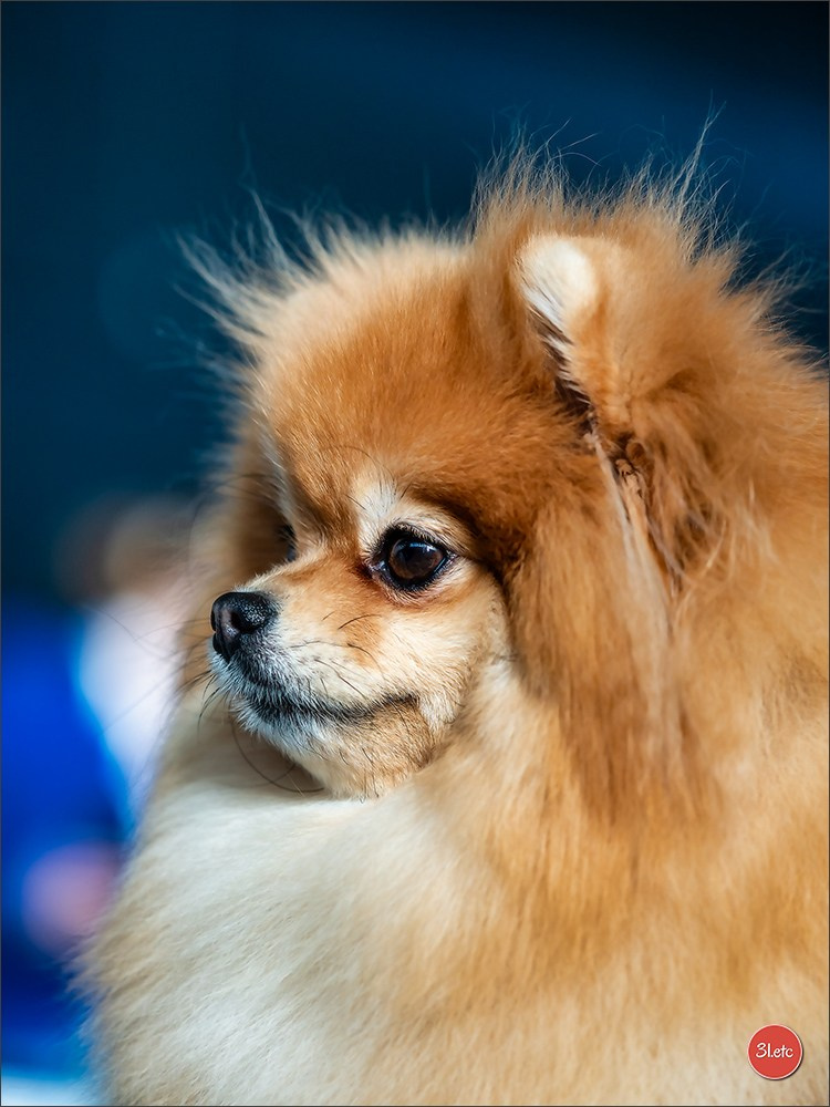🇨🇭 Geneva Dog Show 15-17/11/2024. Photographe à Strasbourg | Portraits, Studio, Enfants, Événements