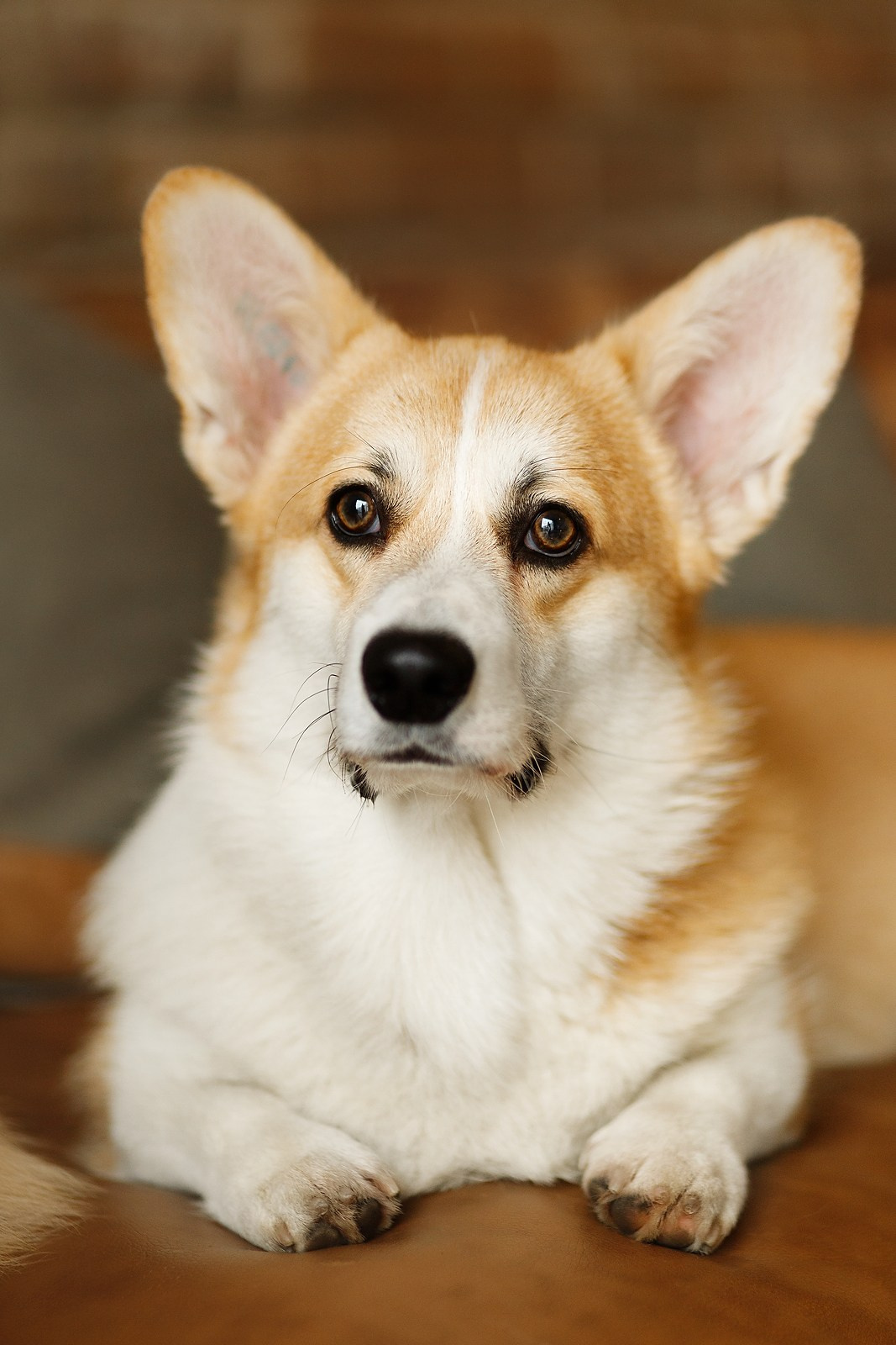 Corgis in studio, Moscow. Kaja | fotograf psów we Wrocławiu
