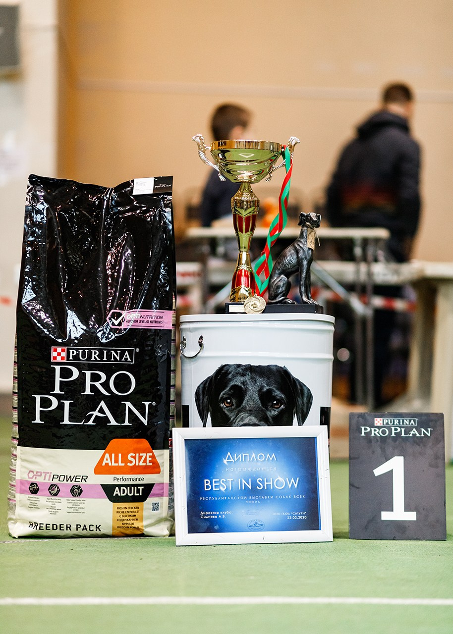 Grodno dog show. Kaja | fotograf we Wrocławiu | ludzie i psy