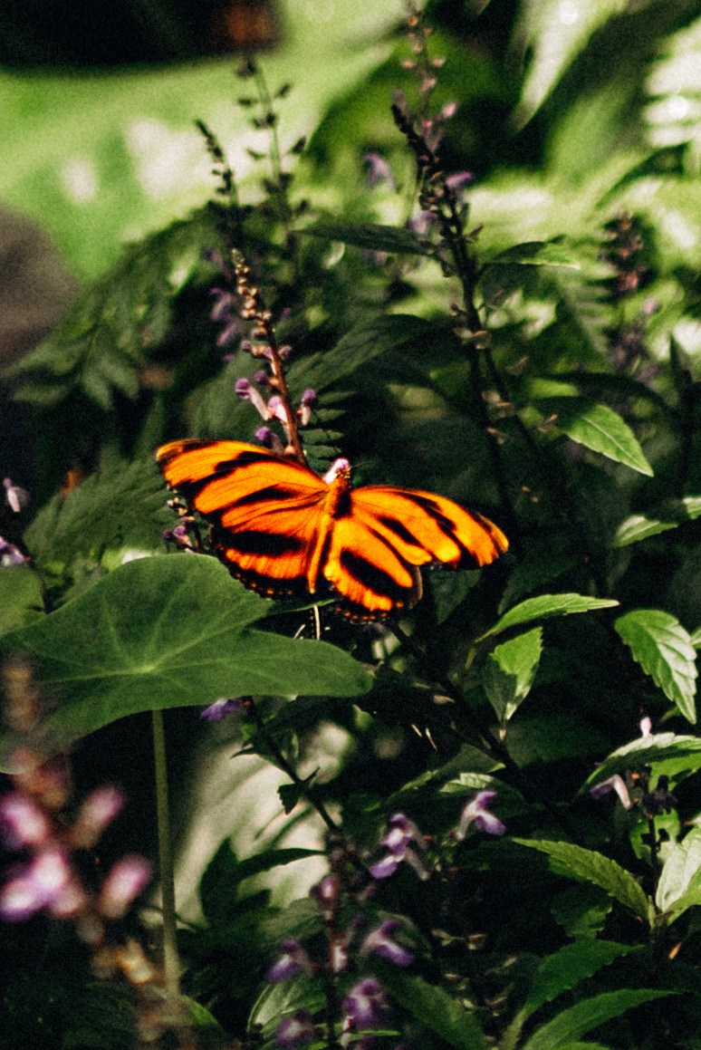 The story in the greenhouse. Семейный фотограф Лейпциг, Германия
