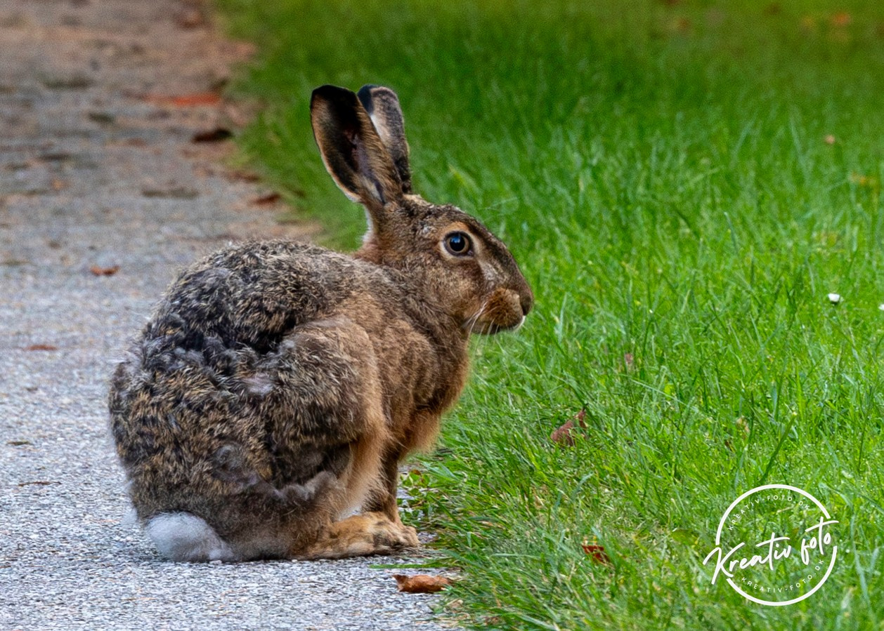 Efterår. Fotograf Aarhus | Portrætfoto Århus | Flotte billeder