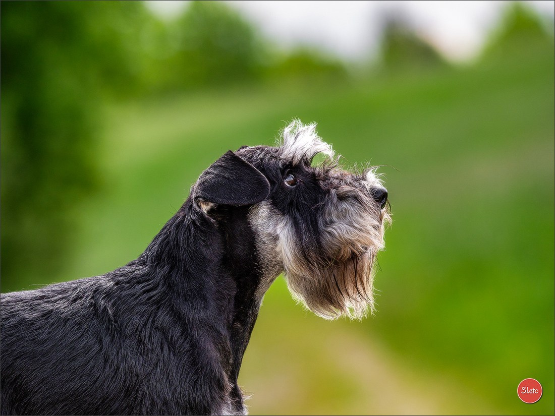 Dog Show Rieden 🇩🇪 16-18/05/2025. Photographe à Strasbourg | Portraits, Studio, Enfants, Événements