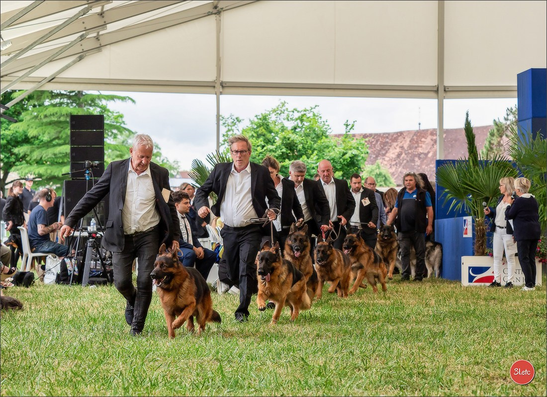 Championnat de France du chien de race  🇫🇷  DIJON (château de Brognon) 7-8/06/2025. Photographe à Strasbourg | Portraits, Studio, Enfants, Événements