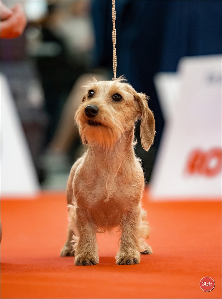 🇫🇷  Perpignan Dog Show  🇫🇷  Expo canine  17-18/01/2026. Photographe à Strasbourg | Portraits, Studio, Enfants, Événements