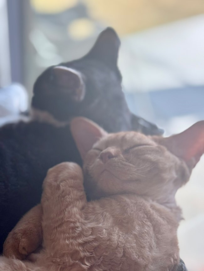 Dorito, boy, born on 06.06.24 SOLD. Devon Rex Pixie Cattery