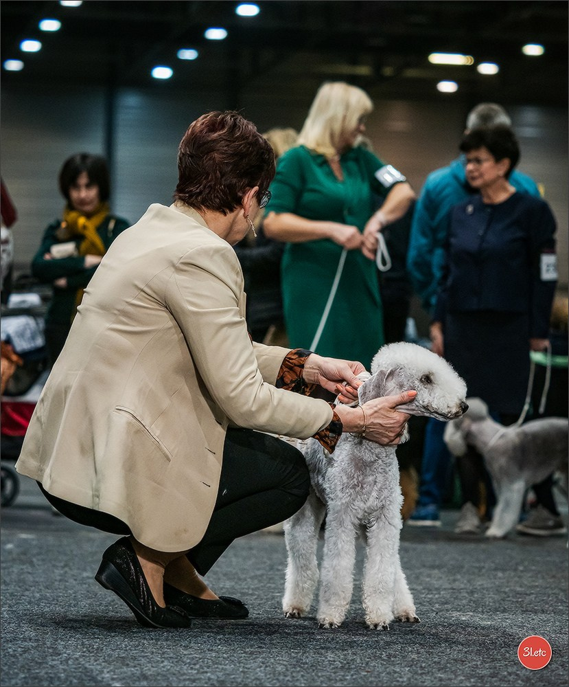 🇩🇪 Offenburg  International Dogshow 09-10.03.24 🇩🇪. Photographe à Strasbourg | Portraits, Studio, Enfants, Événements