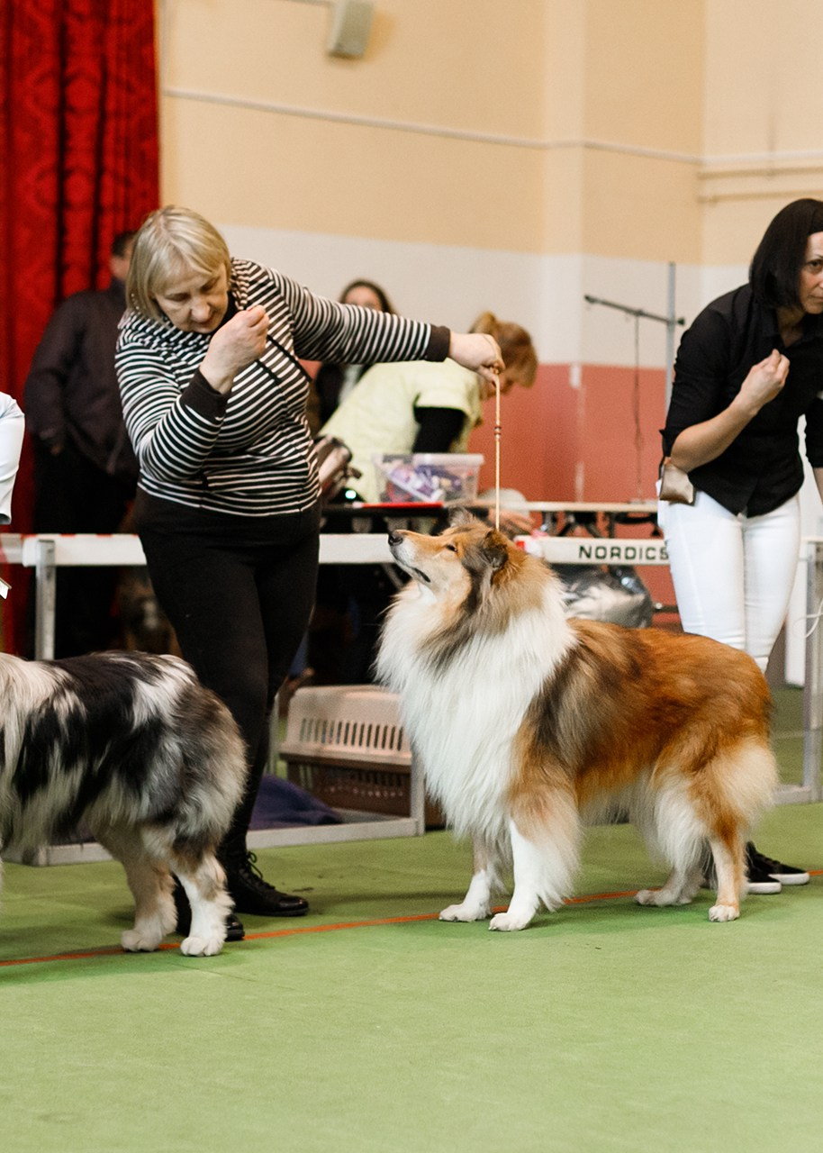 Grodno dog show. Kaja | fotograf we Wrocławiu | ludzie i psy