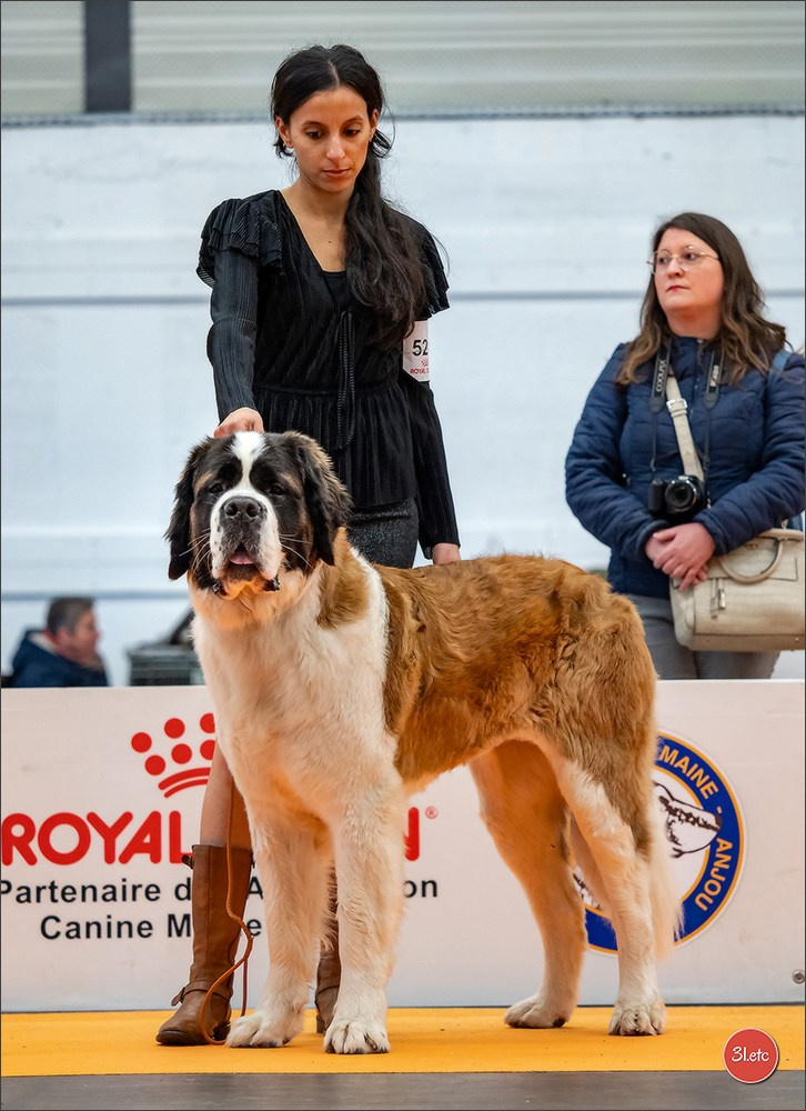 Expo canine  🇫🇷  Angers  22-23/03/2025. Photographe à Strasbourg | Portraits, Studio, Enfants, Événements
