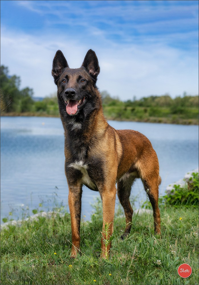 Expo canine 🇫🇷 Valence 02-03/05/2026