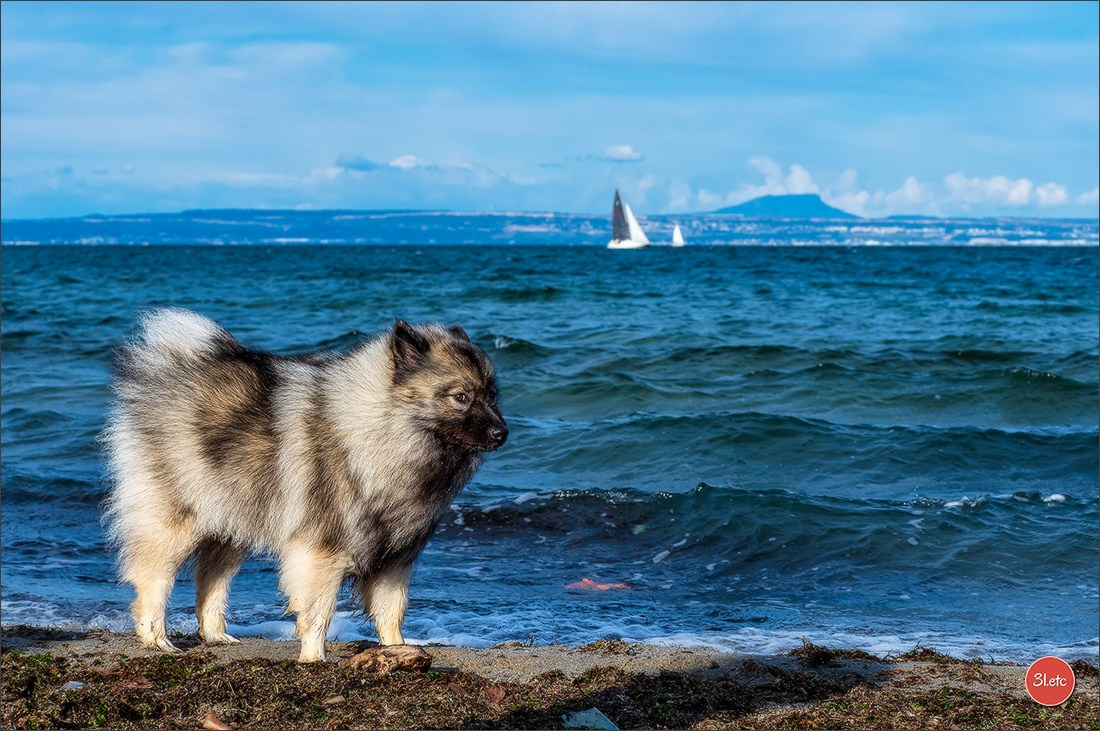 Expo canine 🇫🇷 Martigues  19-20/04/2025. Photographe à Strasbourg | Portraits, Studio, Enfants, Événements