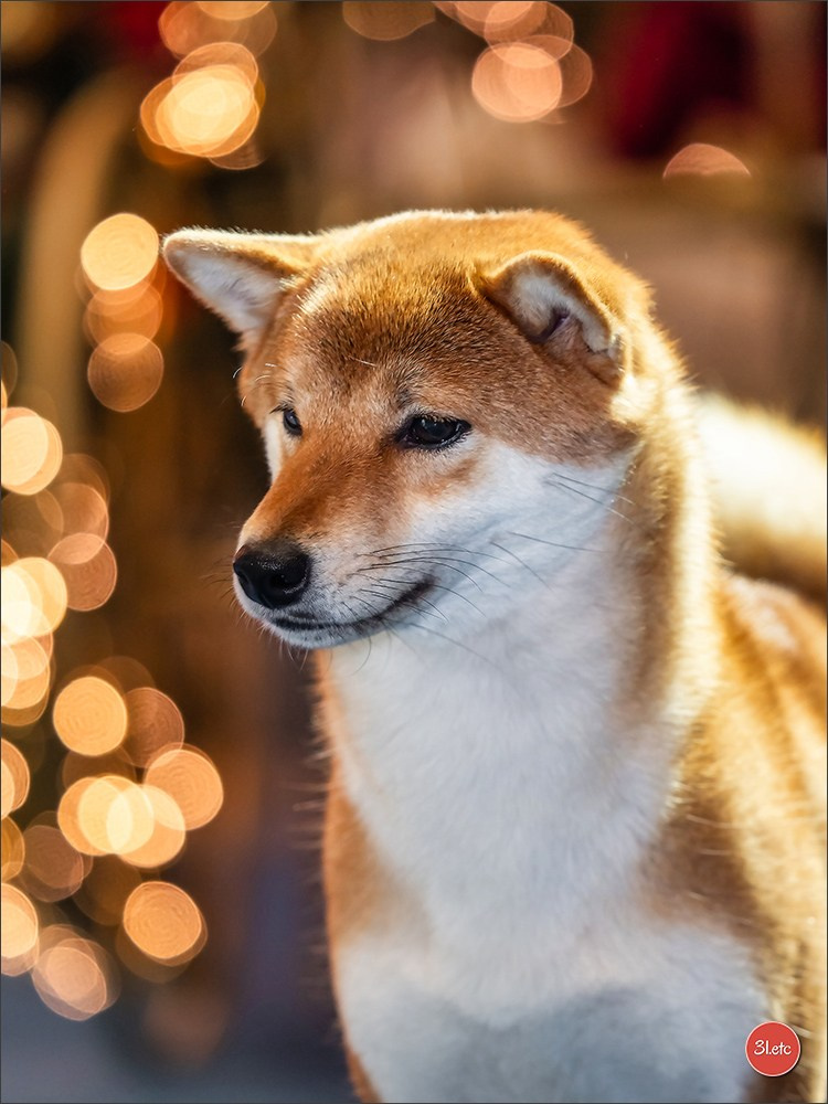 14-15.12.2024 Brussels Dog Show 🇧🇪. Photographe à Strasbourg | Portraits, Studio, Enfants, Événements