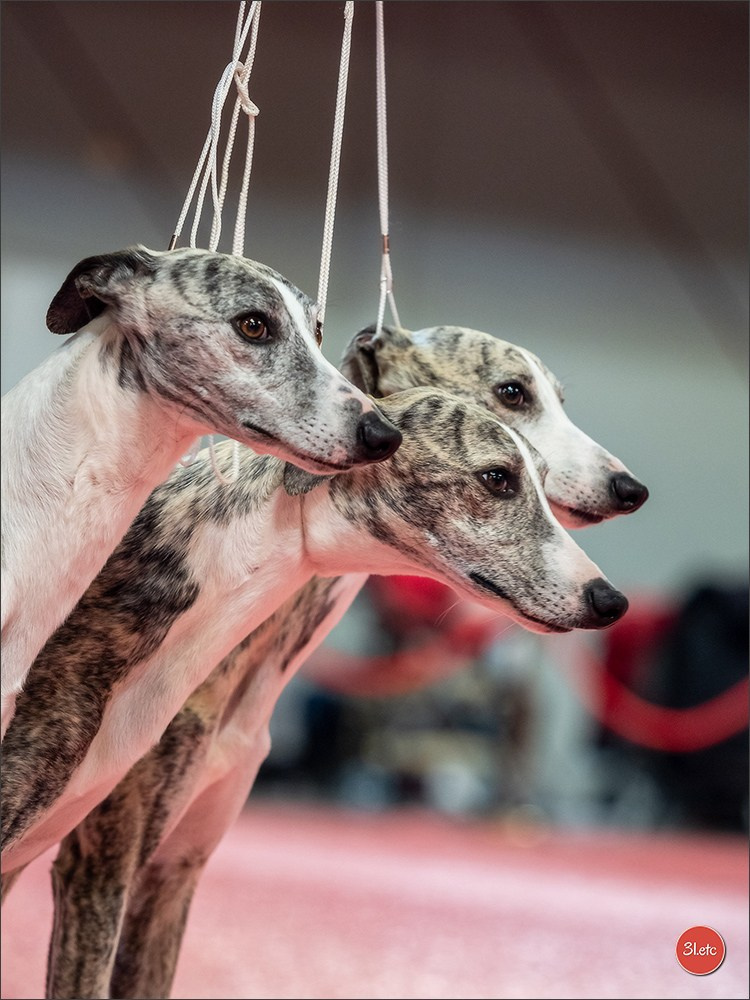 Photographie animalière. Photographe à Strasbourg | Portraits, Studio, Enfants, Événements