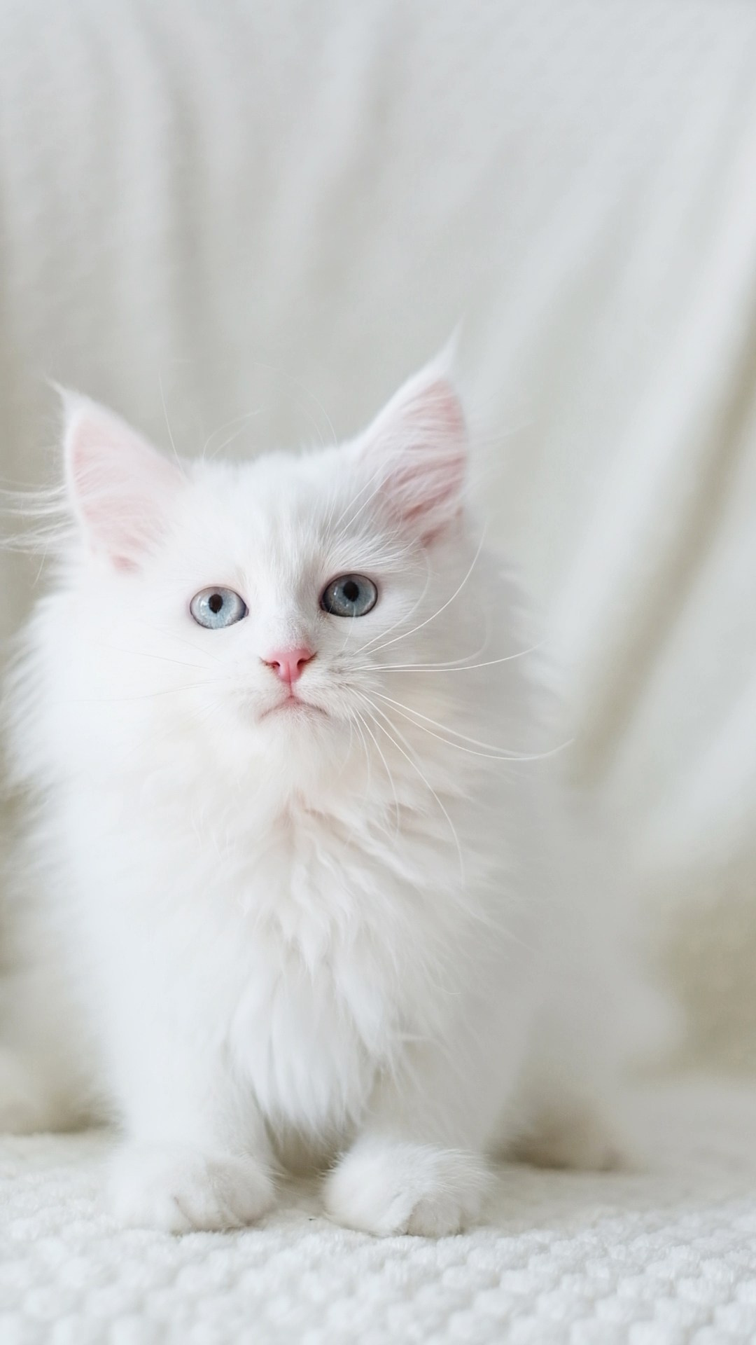 N-Andromeda. SIBERIALIS: Katzenzucht von Sibirischen und Neva Masquarade Katzen