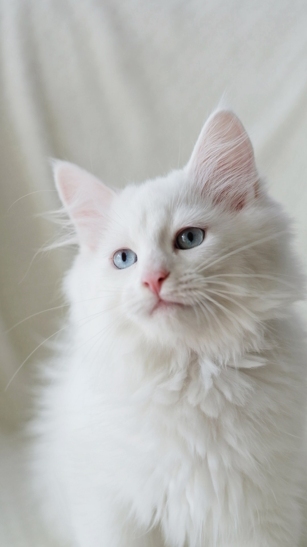 N-Arktur. SIBERIALIS: Katzenzucht von Sibirischen und Neva Masquarade Katzen