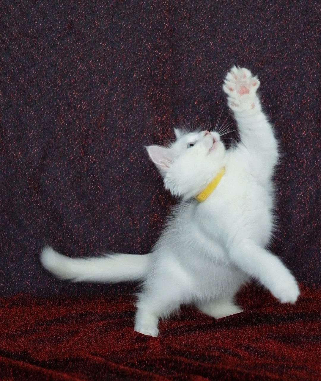 N-Baryona. SIBERIALIS: Katzenzucht von Sibirischen und Neva Masquarade Katzen