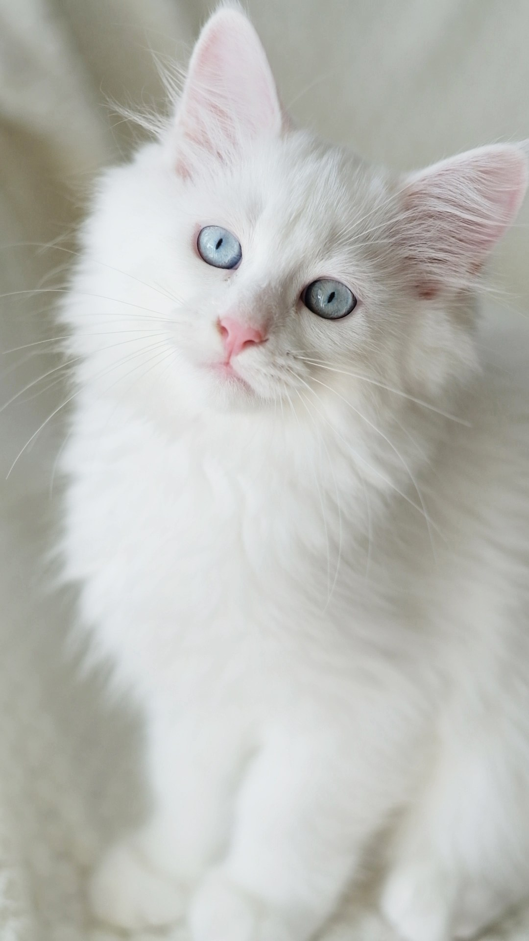 N-Arktur. SIBERIALIS: Katzenzucht von Sibirischen und Neva Masquarade Katzen