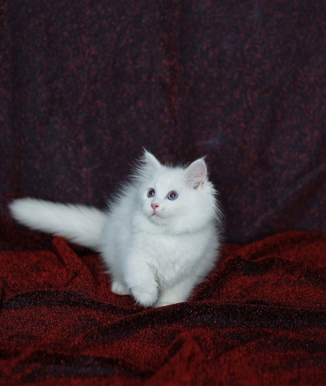 N-Bellatrix. SIBERIALIS: Katzenzucht von Sibirischen und Neva Masquarade Katzen
