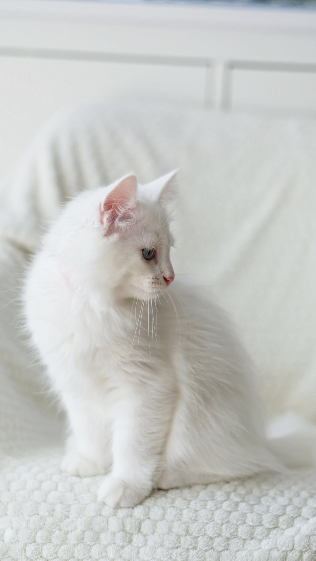 N-Arktur. SIBERIALIS: Katzenzucht von Sibirischen und Neva Masquarade Katzen