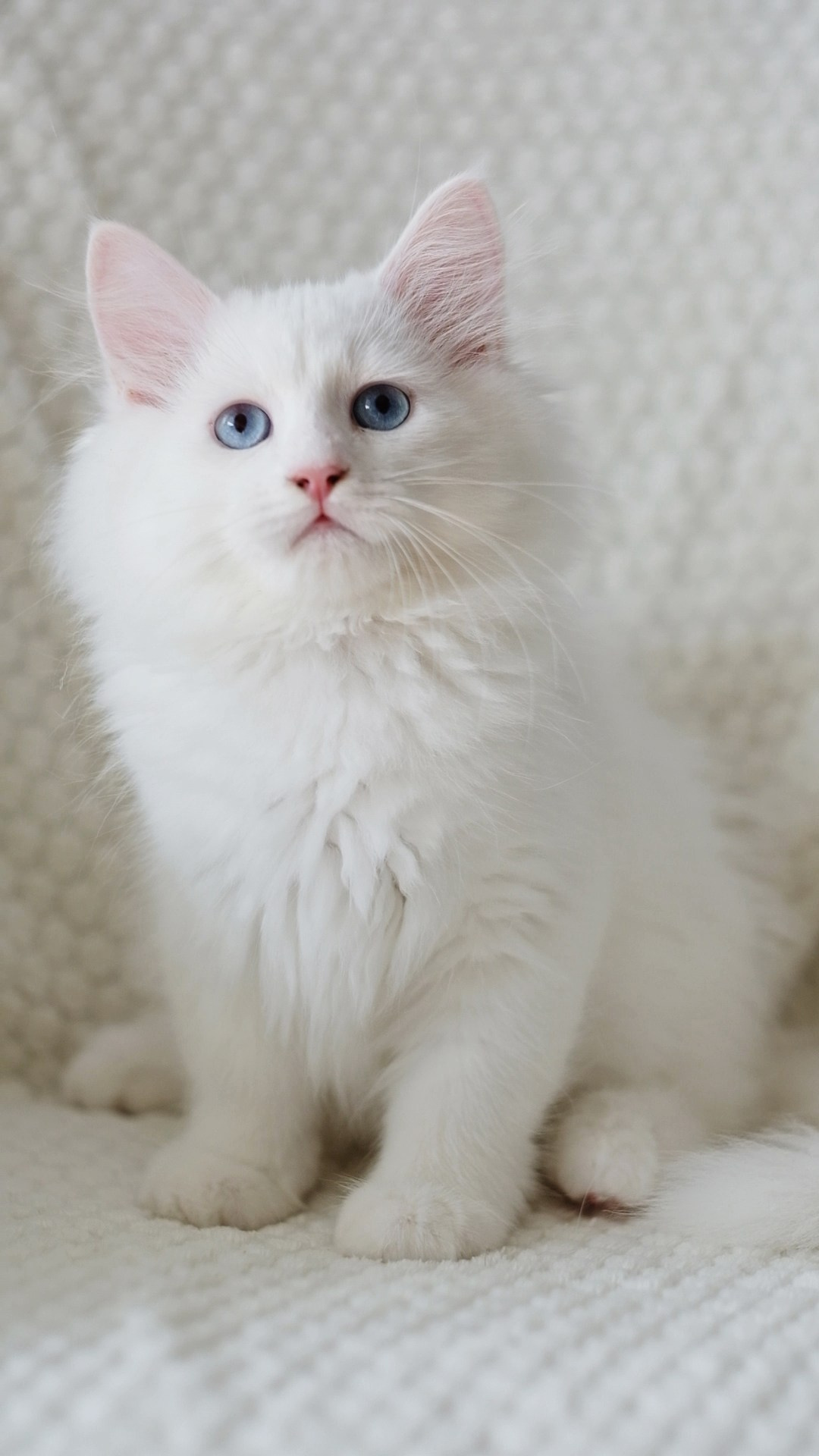 N-Alcor. SIBERIALIS: Katzenzucht von Sibirischen und Neva Masquarade Katzen