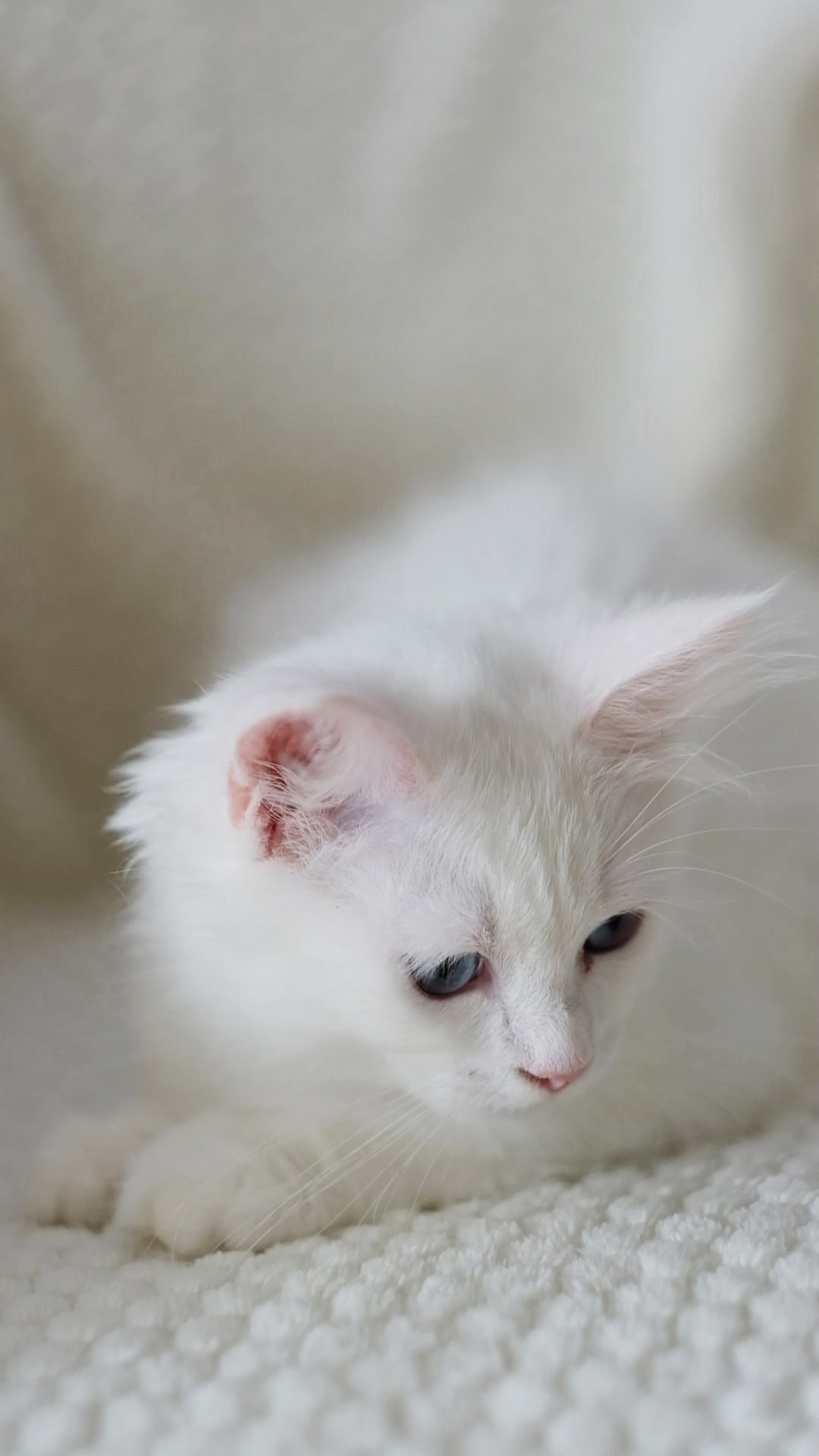 N-Baryona. SIBERIALIS: Katzenzucht von Sibirischen und Neva Masquarade Katzen