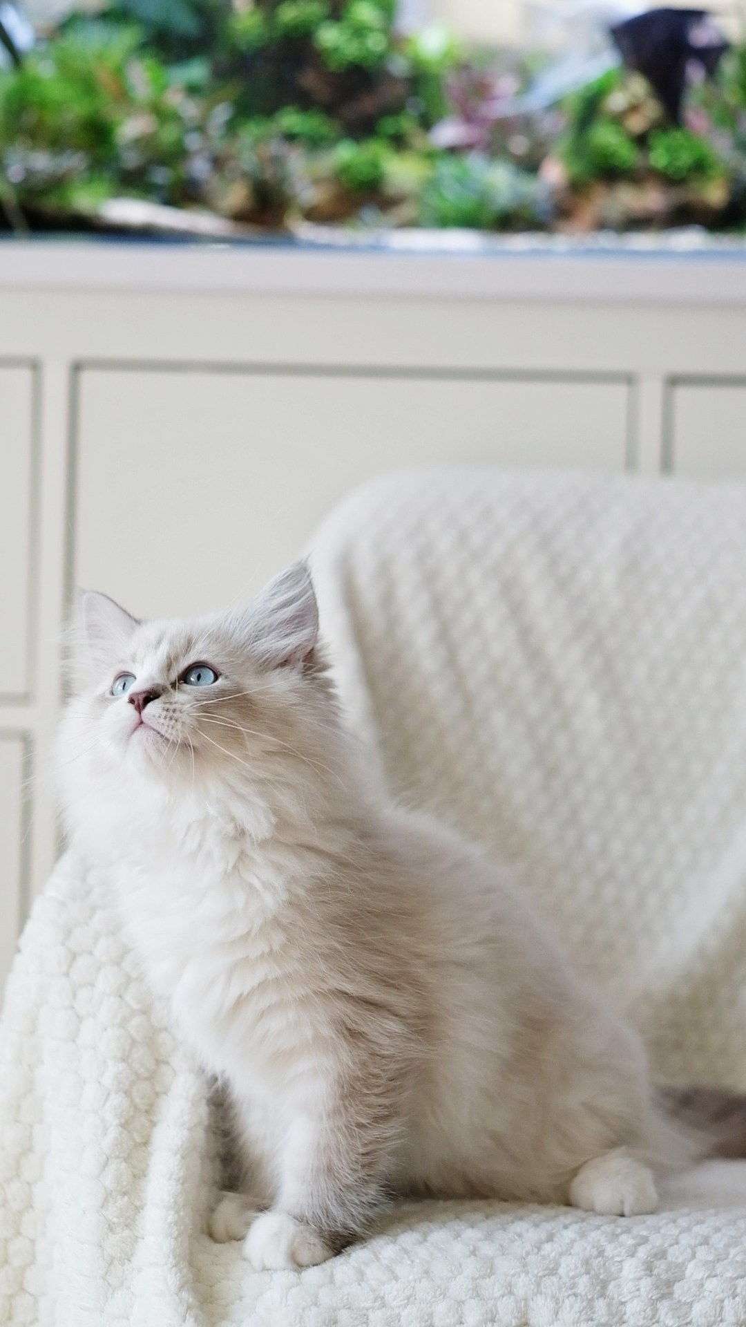 N-Antares. SIBERIALIS: Katzenzucht von Sibirischen und Neva Masquarade Katzen