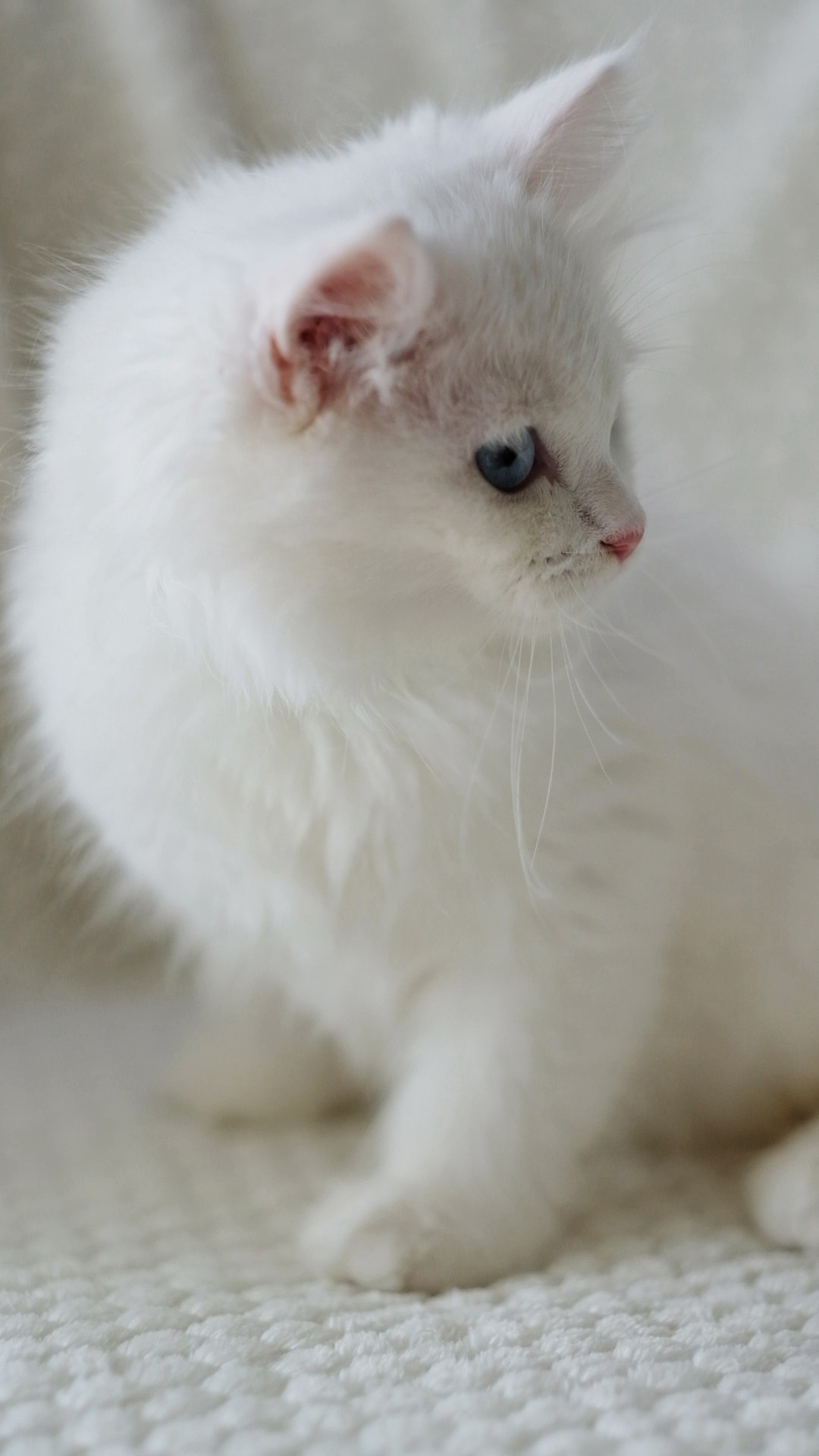 N-Bellatrix. SIBERIALIS: Katzenzucht von Sibirischen und Neva Masquarade Katzen