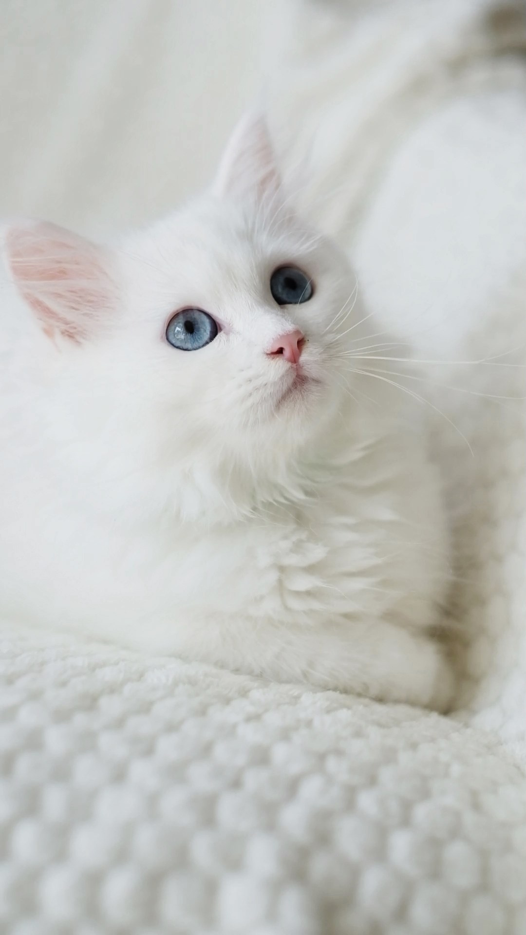 N-Bellatrix. SIBERIALIS: Katzenzucht von Sibirischen und Neva Masquarade Katzen