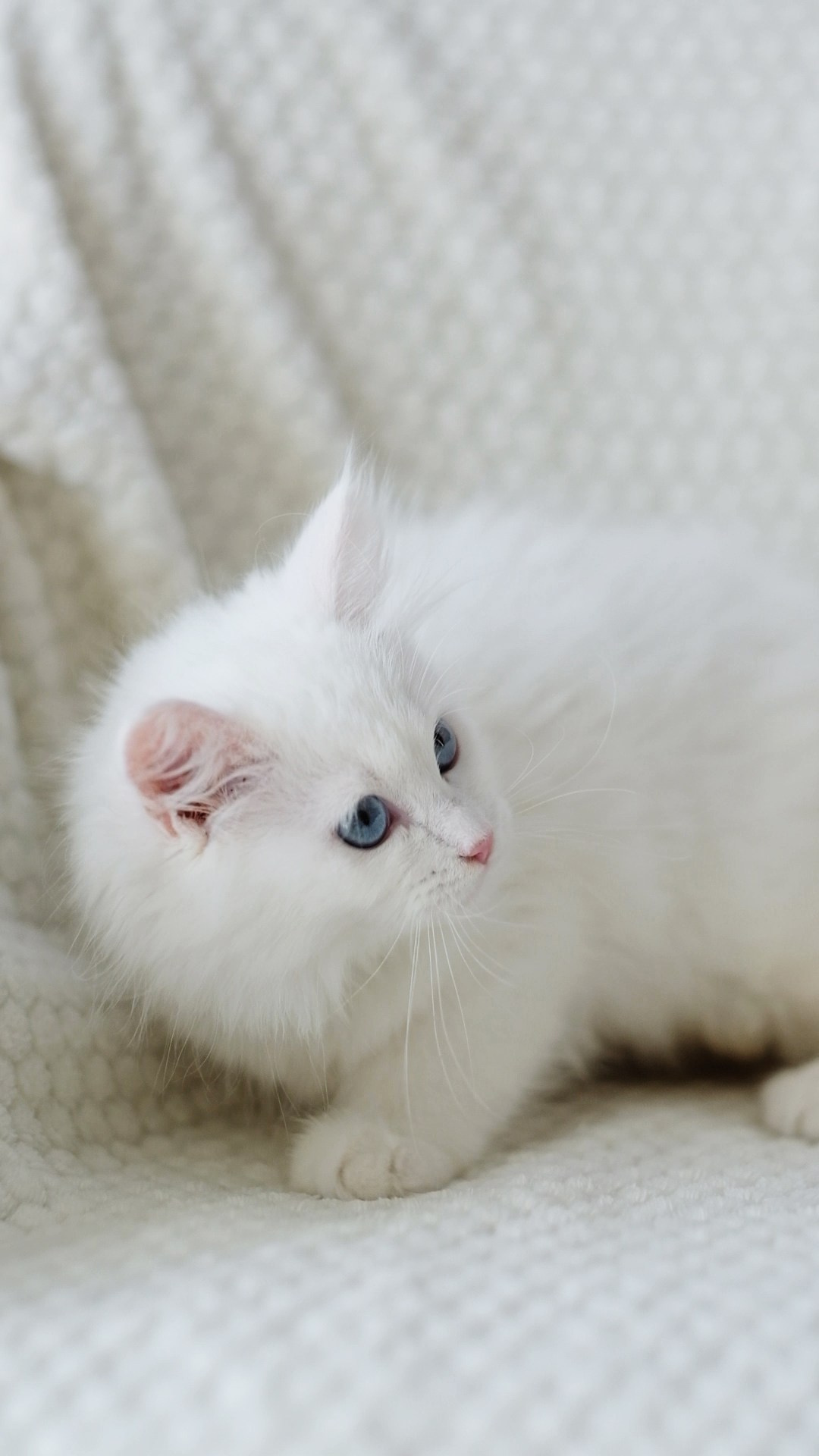 N-Bellatrix. SIBERIALIS: Katzenzucht von Sibirischen und Neva Masquarade Katzen