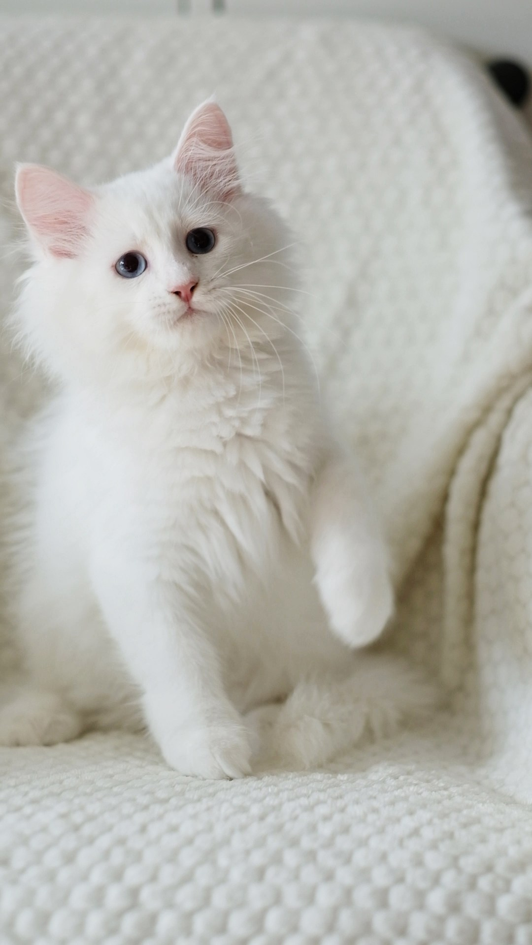 N-Alcor. SIBERIALIS: Katzenzucht von Sibirischen und Neva Masquarade Katzen