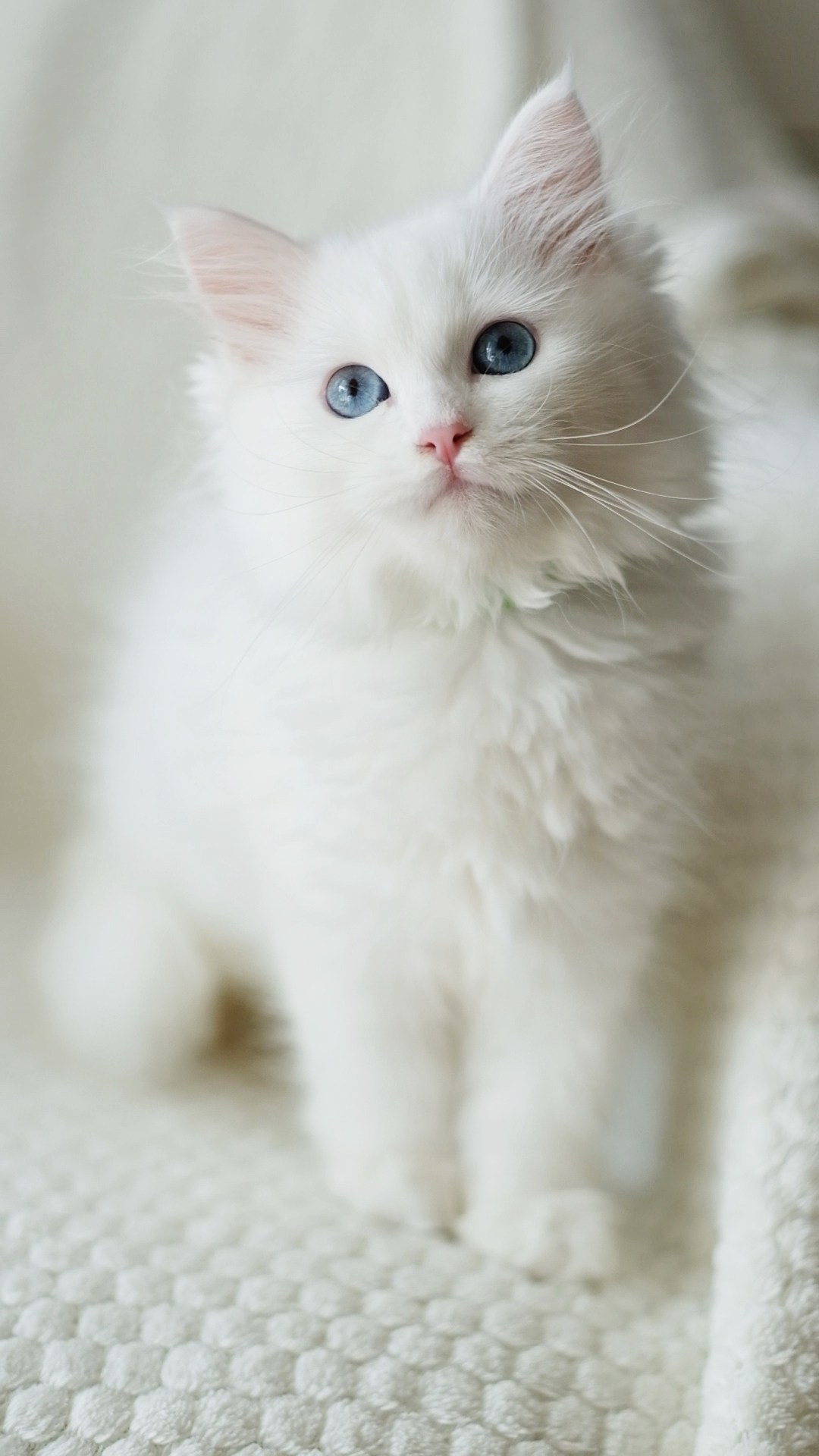N-Bellatrix. SIBERIALIS: Katzenzucht von Sibirischen und Neva Masquarade Katzen