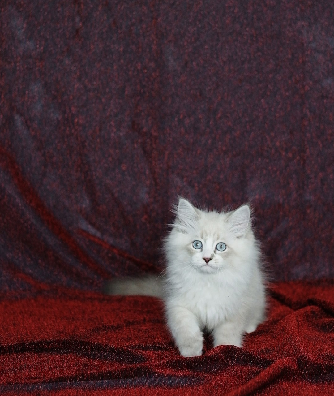 N-Antares. SIBERIALIS: Katzenzucht von Sibirischen und Neva Masquarade Katzen